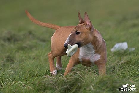 Bullterrier miniature Barca billede 11