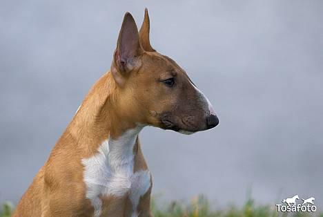 Bullterrier miniature Barca billede 12