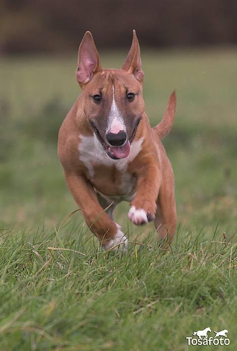 Bullterrier miniature Barca billede 13