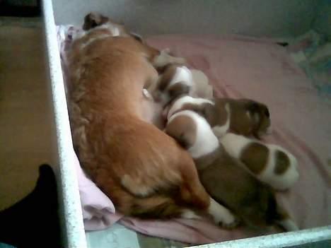 Blanding af racer Tazz - Død 20-02-07 - Mor Luna med alle hvalpene billede 11