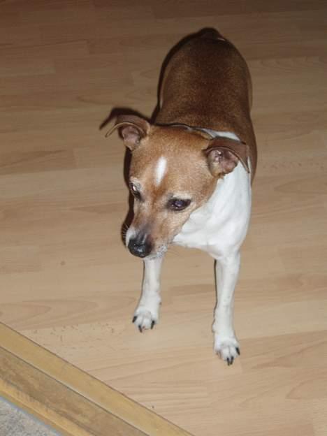 Blanding af racer Tazz - Død 20-02-07 - Far Twister billede 13