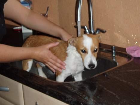 Blanding af racer Tazz - Død 20-02-07 - I bad, efter han havde rullet sig i noget der lugtede meget grimt billede 14