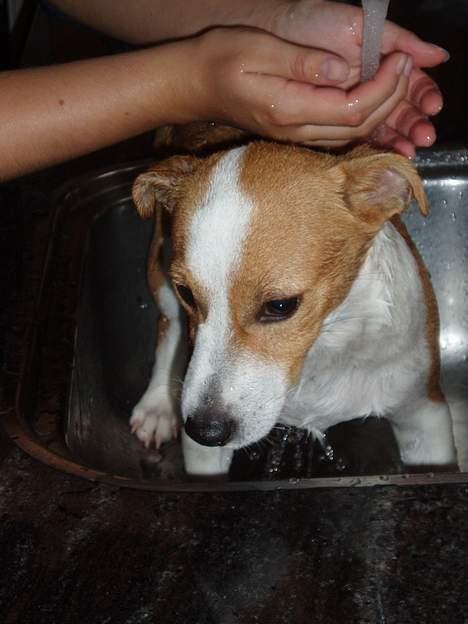 Blanding af racer Tazz - Død 20-02-07 - Stadig i bad billede 15