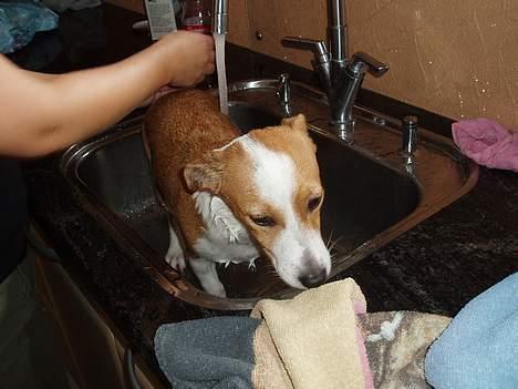 Blanding af racer Tazz - Død 20-02-07 - Bliv nu færdig mor!!! Syns nu ellers lige jeg lugtede så godt inden du begyndte på det der vand-halløj. billede 16