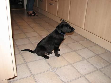 Labrador retriever Balu - død 25-08-06  - 8½uge billede 10