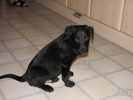 Labrador retriever Balu - død 25-08-06  - 8½uge billede 11