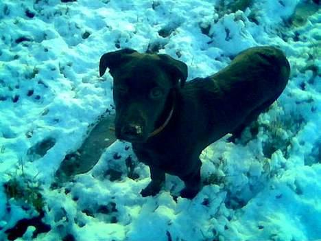 Labrador retriever Balu - død 25-08-06  - i sneen 6mdr billede 13