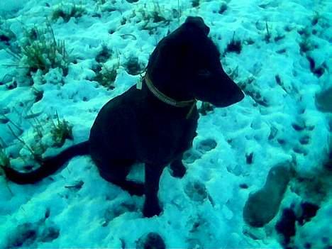 Labrador retriever Balu - død 25-08-06  - I sneen 6mdr billede 14