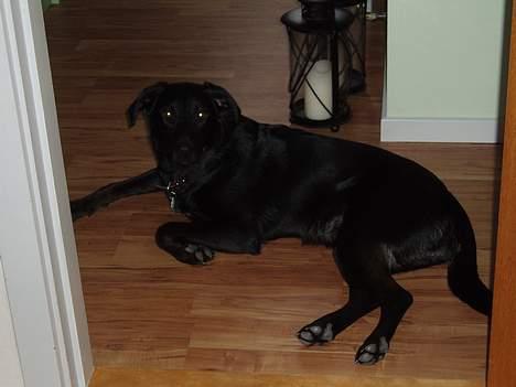 Labrador retriever Balu - død 25-08-06  - Ligger lige og slapper af. 11mdr billede 15