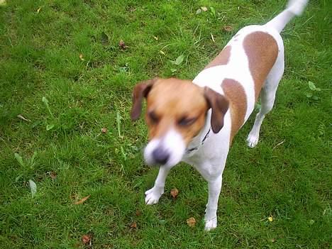 Dansk svensk gaardhund Oskar Davidsen - Oskar står og falder lidt i staver... billede 7