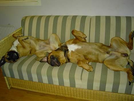 Blanding af racer Freja billede 13