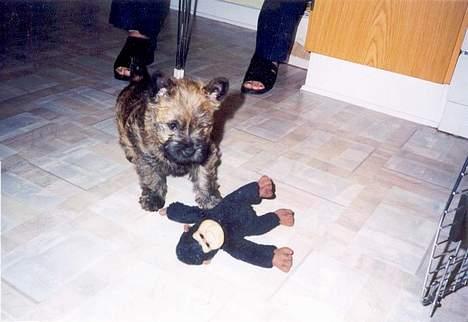 Cairn terrier Berta - Min legekammerat er blevet træt billede 2