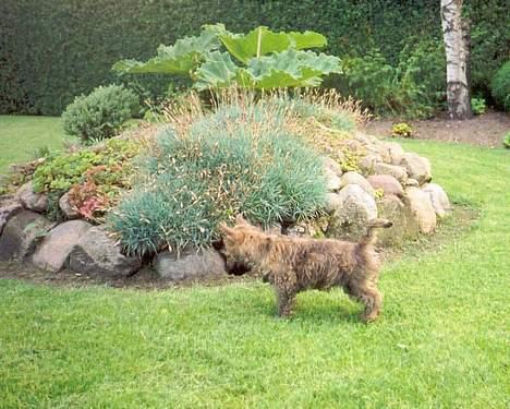 Cairn terrier Berta - Der er vist en bille i græsset billede 3