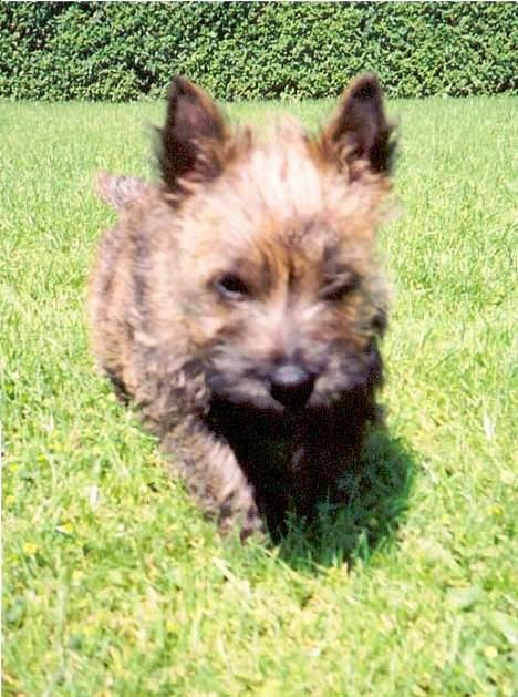 Cairn terrier Berta - Skal vi da ikke snart have klippet græs billede 5