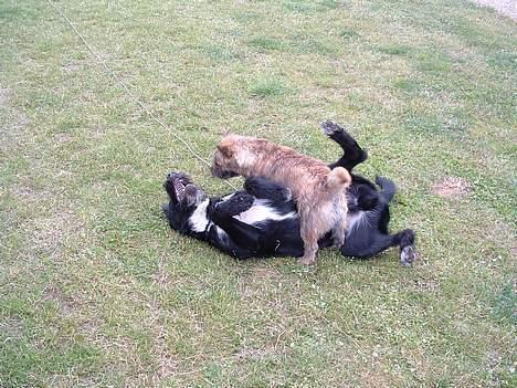 Cairn terrier Berta - Dette er min legekammerat Max billede 9