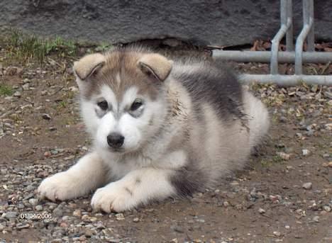 Alaskan malamute Hesra - Lille hesra 8 uger gammel netop kommet hjem fr Ungarn billede 1