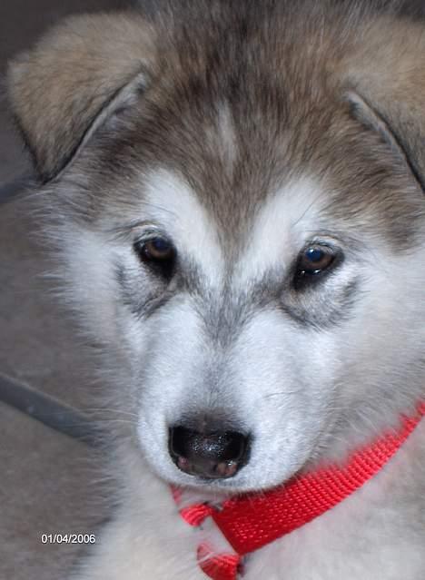 Alaskan malamute Hesra - er jeg ikke dejlig billede 2