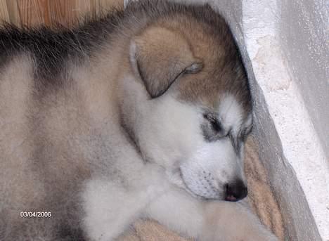 Alaskan malamute Hesra - uhh blev træt efter flyveturen billede 3