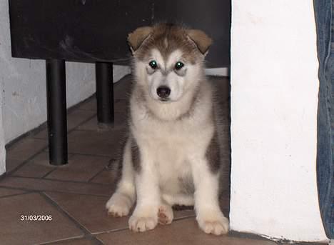 Alaskan malamute Hesra - her kan jeg vist gemme mig lidt billede 5