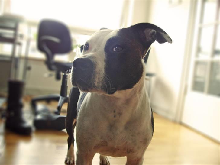 Amerikansk staffordshire terrier Fenja billede 4