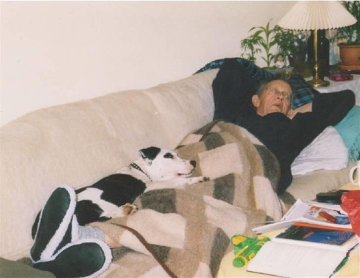 Amerikansk staffordshire terrier Fenja - farlig snigende dræberhund billede 6