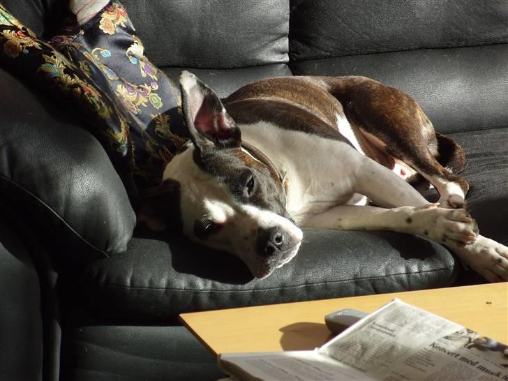 Amerikansk staffordshire terrier Fenja billede 3