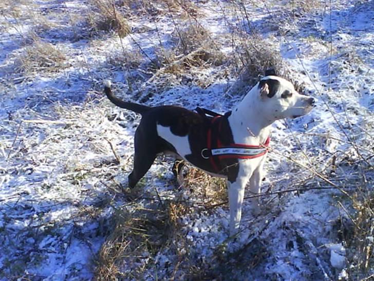 Amerikansk staffordshire terrier Fenja billede 7