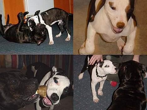 Amerikansk staffordshire terrier Fenja - barndomsminder billede 8