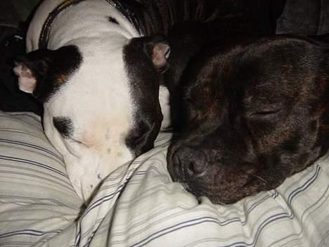 Amerikansk staffordshire terrier Fenja - hyggetid billede 9