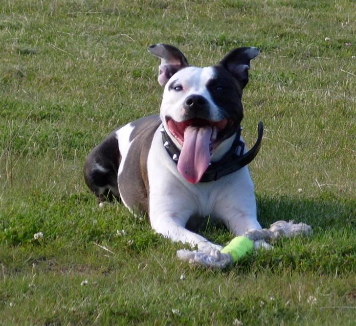 Amerikansk staffordshire terrier Fenja billede 10