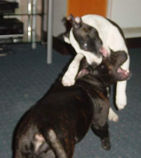 Amerikansk staffordshire terrier Fenja - første dag hjemme. Brian skal kanøfles billede 11