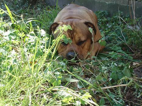 Blanding af racer TIMON "BULLROT"   R.I.P. - løven ligger på lur.. billede 8