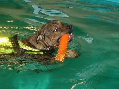 Blanding af racer TIMON "BULLROT"   R.I.P. - ¤NYT¤   elsker at lege i vandet  o",) billede 9