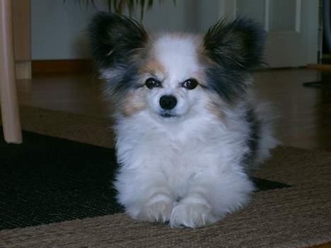 Papillon Bonnie billede 1