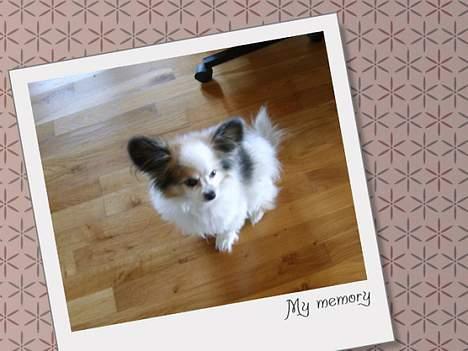 Papillon Bonnie billede 2