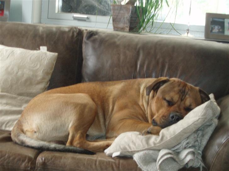 Blanding af racer TIMON "BULLROT"   R.I.P. - får lige en morfar   zzzzzz billede 10