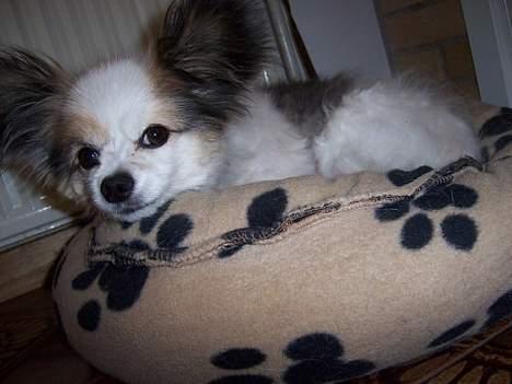 Papillon Bonnie billede 3