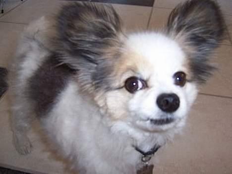 Papillon Bonnie billede 4