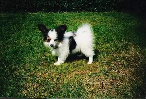 Papillon Bonnie billede 5