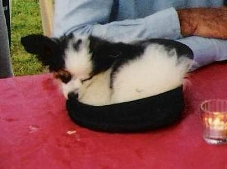 Papillon Bonnie billede 6