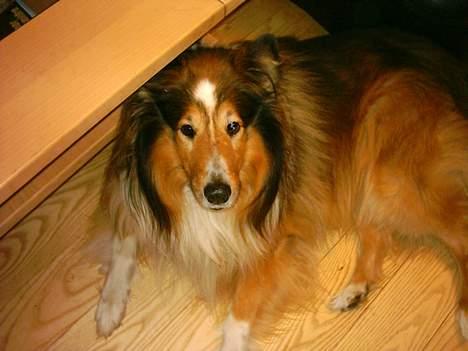 Collie langhåret Golden Maskot R.I.P <3 billede 7