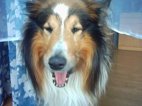 Collie langhåret Golden Maskot R.I.P <3 billede 8