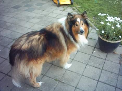Collie langhåret Golden Maskot R.I.P <3 billede 9