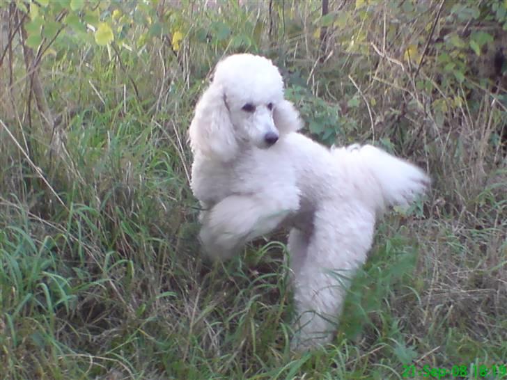 Storpuddel Nanna - Nå.....Der er du!!  Nanna efter kattene. billede 21