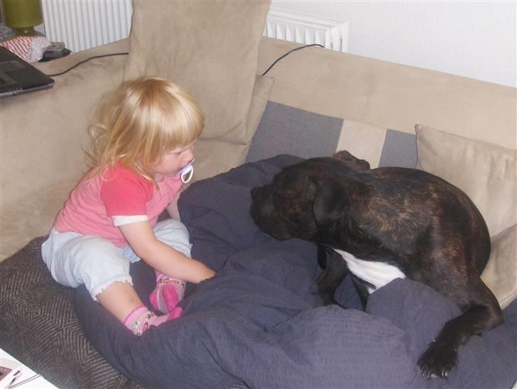 Amerikansk staffordshire terrier Bobo billede 18