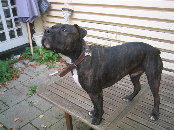 Amerikansk staffordshire terrier Bobo billede 19