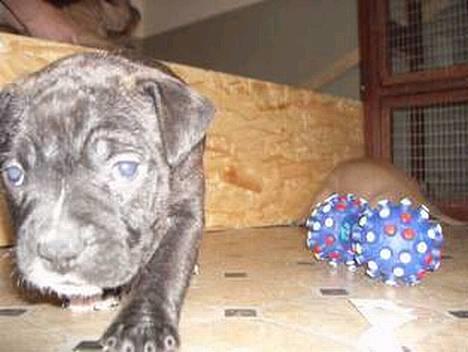 Amerikansk staffordshire terrier Bobo - Bobo som helt lille hvalp!!*SS* billede 20