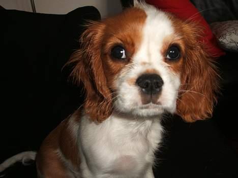 Cavalier king charles spaniel Jonezy - Jonezy 12 uger gammel billede 1
