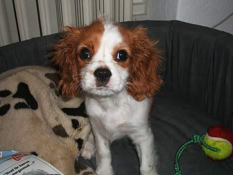 Cavalier king charles spaniel Jonezy billede 2