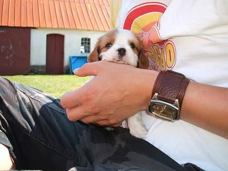 Cavalier king charles spaniel Jonezy - Jonezy 6 uger billede 3